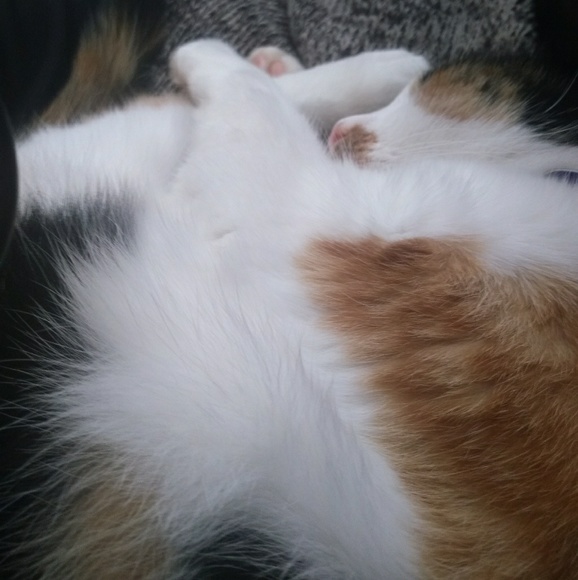 Meet your Posher, Elizabeth - Picture 1 of 1